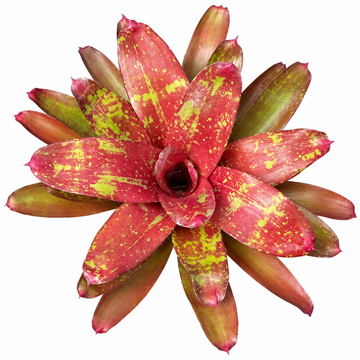 Neoregelia 'Walking Tall' – Spreading Bromeliad for Vivariums | India