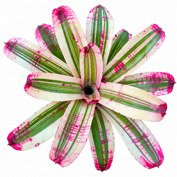 Neoregelia 'Better Time' (Large) – Colourful Bromeliad for Vivariums | India