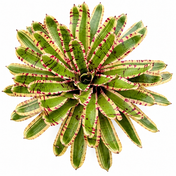 Neoregelia 'Wild Rabbit' (Large) – Characterful Bromeliad for Vivariums | India