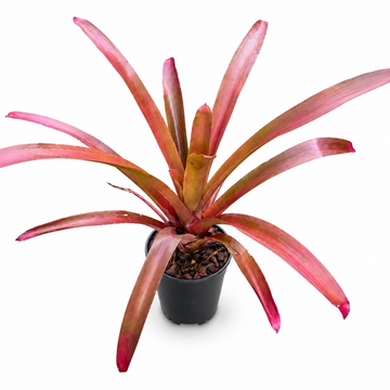 Alcantarea Red – Giant Feature Bromeliad for Large Vivariums & Paludariums | India