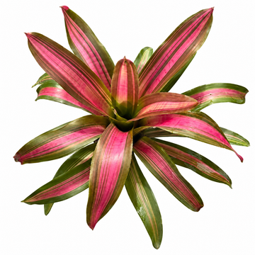 Neoregelia 'Panama #7' (Large) – Feature Bromeliad for Vivariums | India