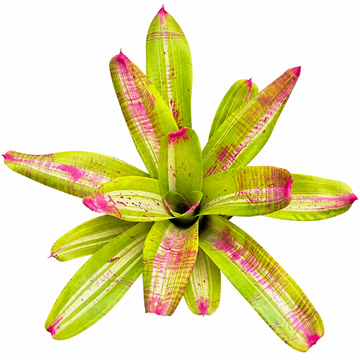 Neoregelia 'Johannis White Bar' (Large) – Variegated Bromeliad for Vivariums | India