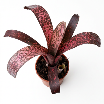 Billbergia 'Afterglow' – Warm-Toned Bromeliad for Terrariums | India