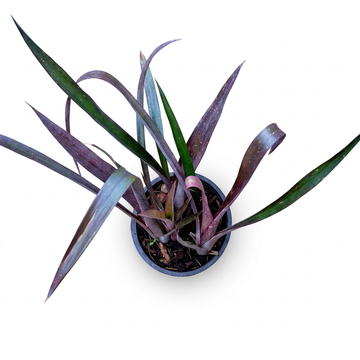 Billbergia 'Hallelujah' – Bold Bromeliad for Terrariums & Vivariums | India