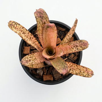 Billbergia 'Kolan Offspring' – Patterned Bromeliad for Vivariums | India