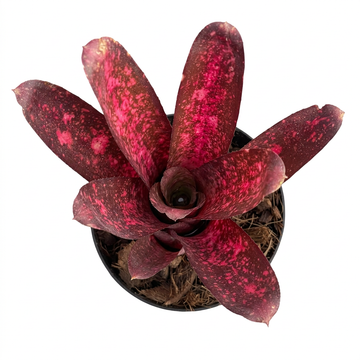 Billbergia 'Mr Bojangles' – Spotted Bromeliad for Terrariums | India
