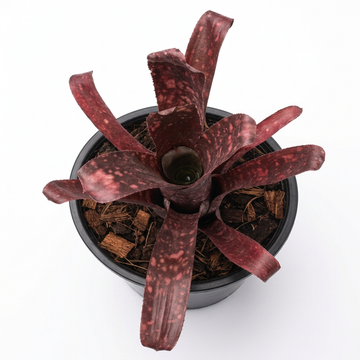 Billbergia 'Northern Light' – Silvery Bromeliad for Terrariums | India