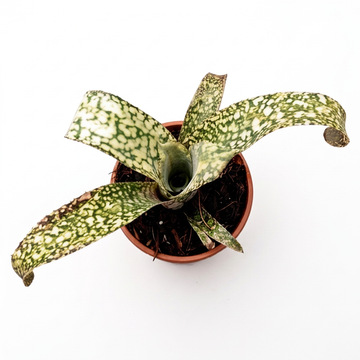 Billbergia 'Strawberry Cream' – Pink Bromeliad for Terrariums | India