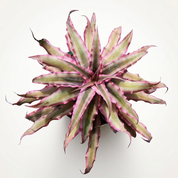 Cryptanthus 'Pink Star' – Live Earth Star for Terrariums & Vivariums | India