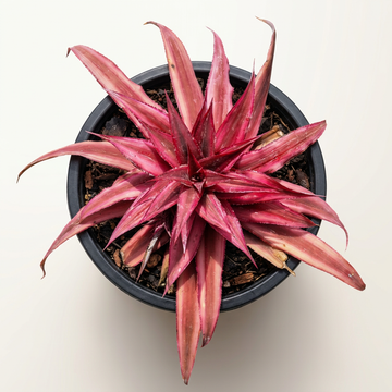 Cryptanthus 'Ruby Star' – Striped Earth Star for Terrariums | India