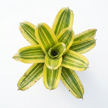 Hohenbergia 'Karla' – Live Urn Bromeliad for Vivariums & Paludariums | India