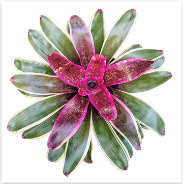 Neoregelia 'Cane Fire' – Fiery Bromeliad for Terrariums & Vivariums | India