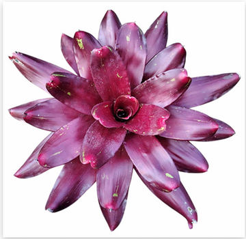 Neoregelia 'Bob and Grace' – Live Bromeliad for Terrariums & Vivariums | India