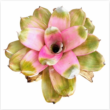 Neoregelia 'Cherry Blossom' – Pink Bromeliad for Terrariums | India