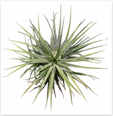 Tillandsia Ionantha – Live Air Plant for Terrariums & Vivariums | India