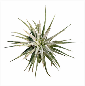 Tillandsia Ionantha 'Bravo' – Live Air Plant for Terrariums & Vivariums | India