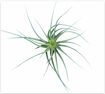 Tillandsia Stricta – Live Air Plant for Terrariums & Vivariums | India