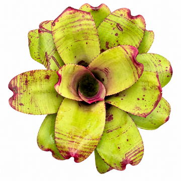 Neoregelia 'Ninja Pink' (Large) – Bold Bromeliad for Vivariums | India