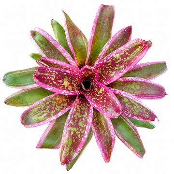 Neoregelia 'Cumbia' (Large) – Vibrant Bromeliad for Vivariums & Paludariums | India