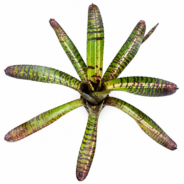Neoregelia 'Tiger Series' (Large) – Banded Bromeliad for Vivariums | India