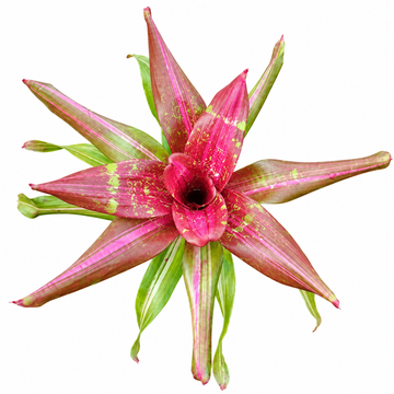 Neoregelia 'I Want It' – Colourful Bromeliad for Terrariums & Vivariums | India