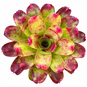 Neoregelia 'Valentine's Day' (Large) – Feature Bromeliad for Vivariums | India