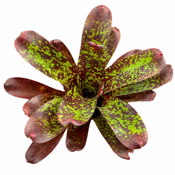 Neoregelia marmorata (Large) – Marbled Bromeliad for Vivariums | India