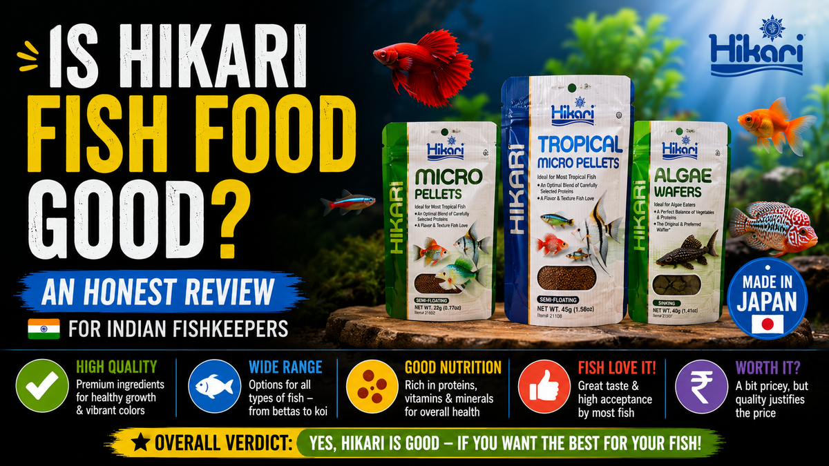 Is Hikari Fish Food Good? An Honest Review for Indian Fishkeepers