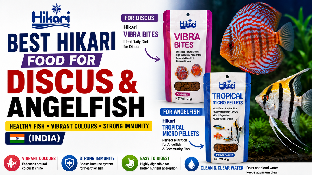 Best Hikari Food for Discus & Angelfish (India)