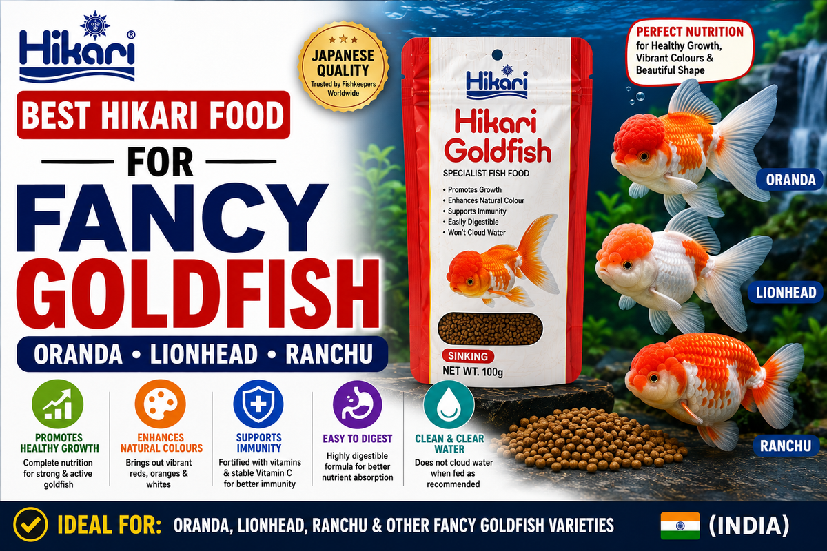 Best Hikari Food for Fancy Goldfish (Oranda, Lionhead, Ranchu)