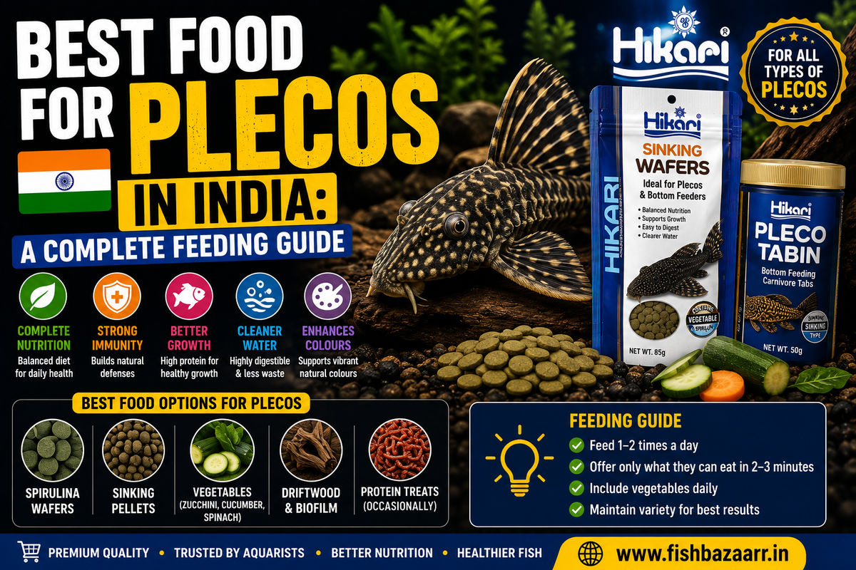 Best Food for Plecos in India: A Complete Feeding Guide