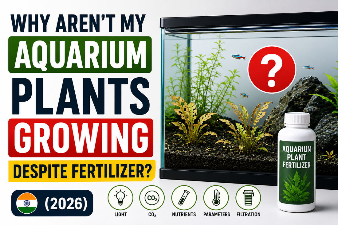 Why Aren't My Aquarium Plants Growing Despite Fertilizer? (2026)
