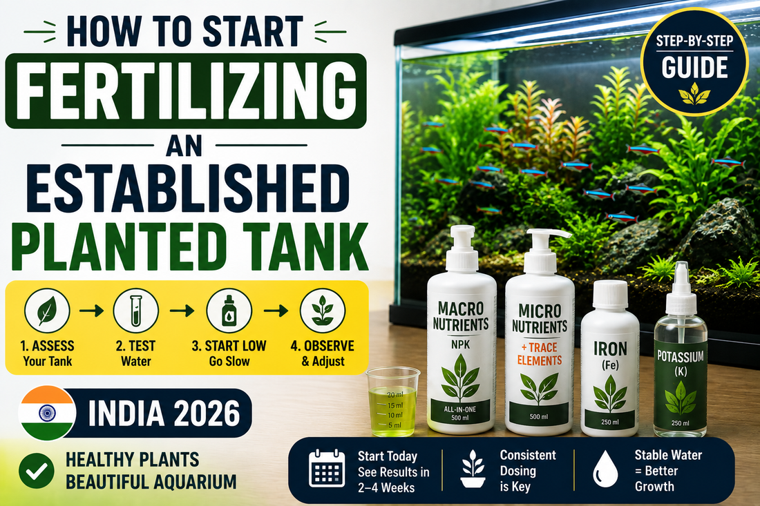 How to Start Fertilizing an Established Planted Tank (India 2026)