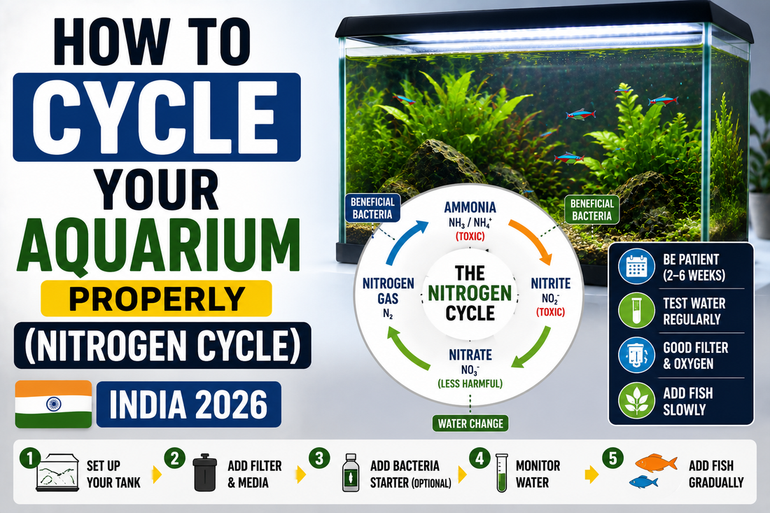 How to Cycle Your Aquarium Properly (Nitrogen Cycle) - India 2026