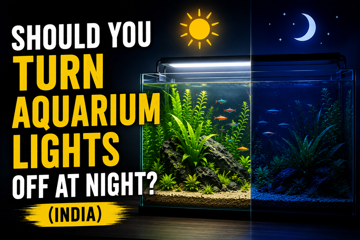 Should You Turn Aquarium Lights Off at Night? (India)