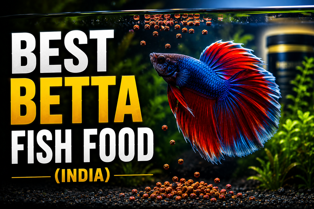 Best Betta Fish Food in India: Complete Feeding Guide (2026)