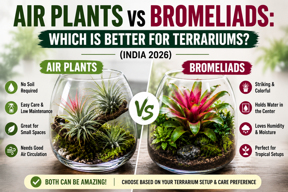 Air Plants vs Bromeliads: Which Is Better for Terrariums? (India 2026)
