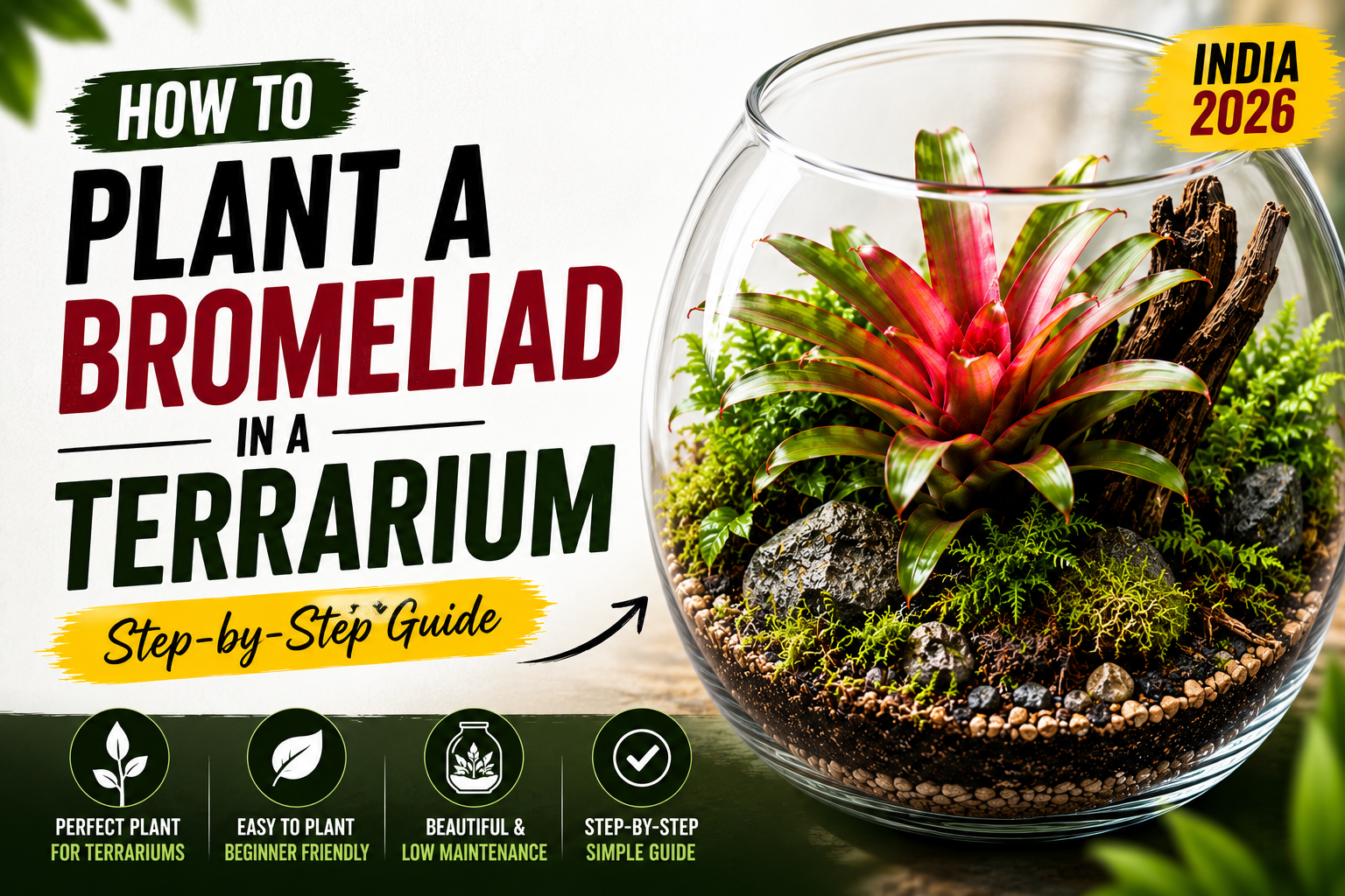 How to Plant a Bromeliad in a Terrarium: Step-by-Step Guide (India 2026)