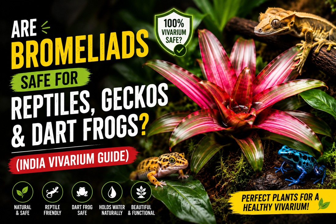 Are Bromeliads Safe for Reptiles, Geckos & Dart Frogs? (India Vivarium Guide)