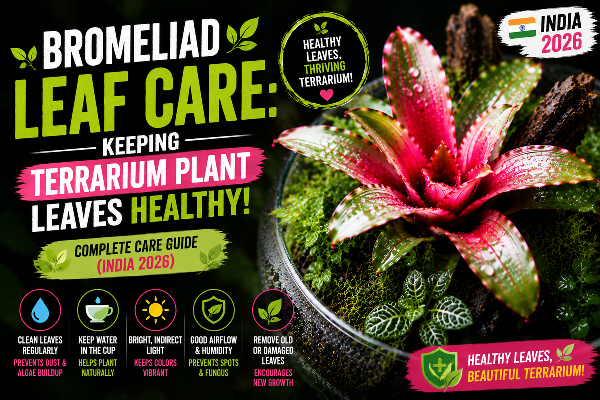Bromeliad Leaf Care: Keeping Terrarium Plant Leaves Healthy (India 2026)