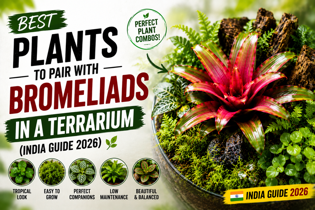 Best Plants to Pair With Bromeliads in a Terrarium (India Guide 2026)