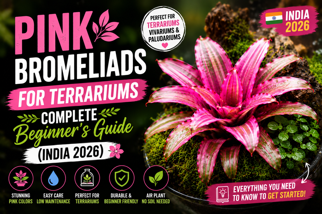 Pink Bromeliads for Terrariums: Complete Beginner's Guide (India 2026)