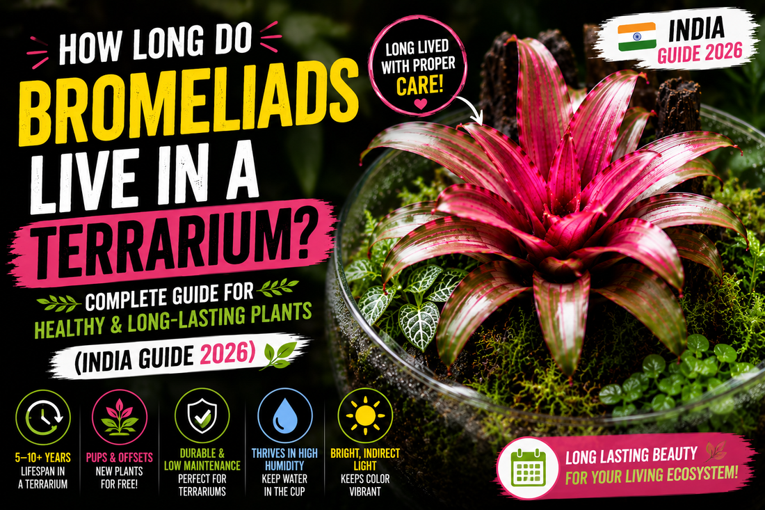 How Long Do Bromeliads Live in a Terrarium? (India Guide 2026)