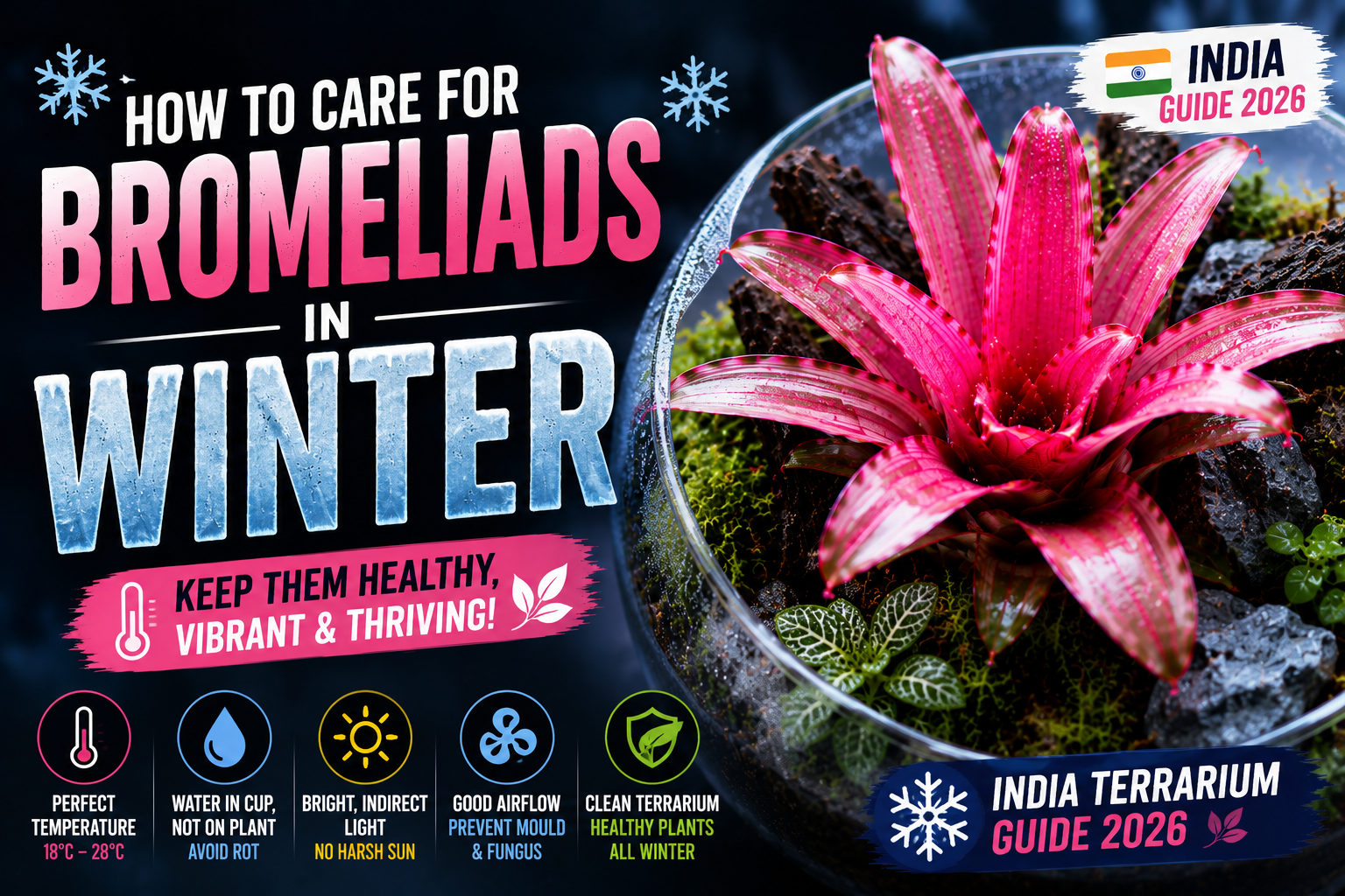 How to Care for Bromeliads in Winter (India Terrarium Guide 2026)