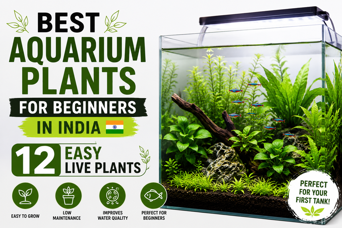 Best Aquarium Plants for Beginners in India: 12 Easy Live Plants