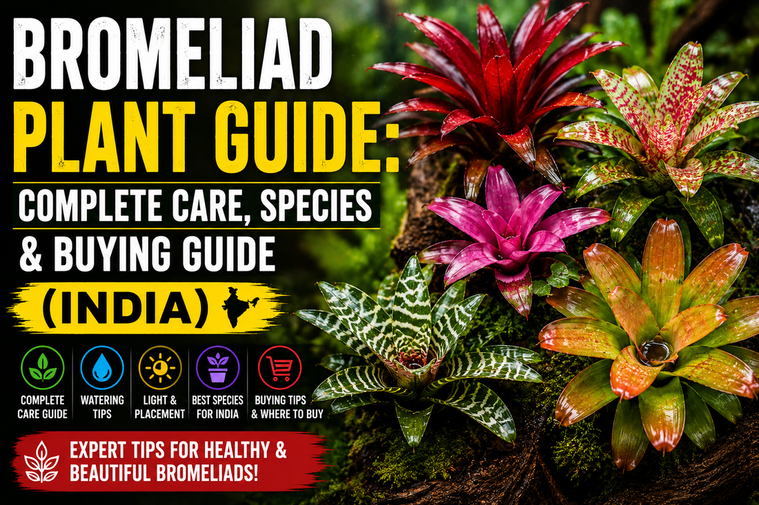 Bromeliad Plant Guide: Complete Care, Species & Buying Guide (India)