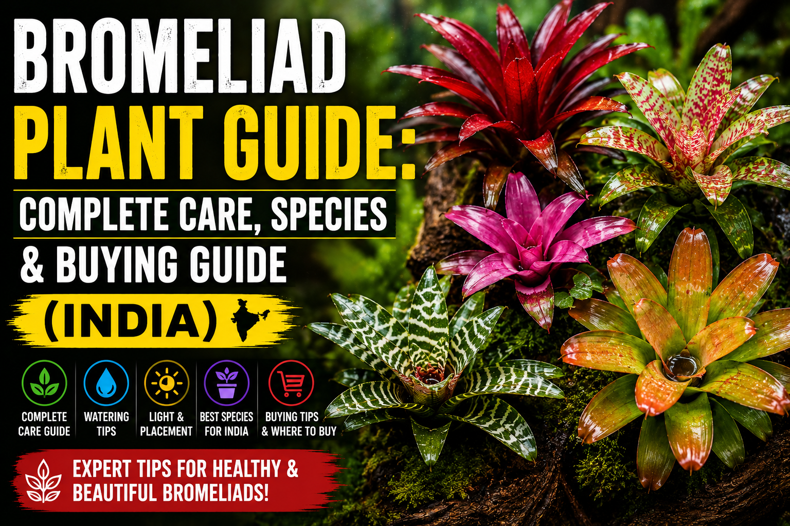 Bromeliad Plant Guide: Complete Care, Species & Buying Guide (India)