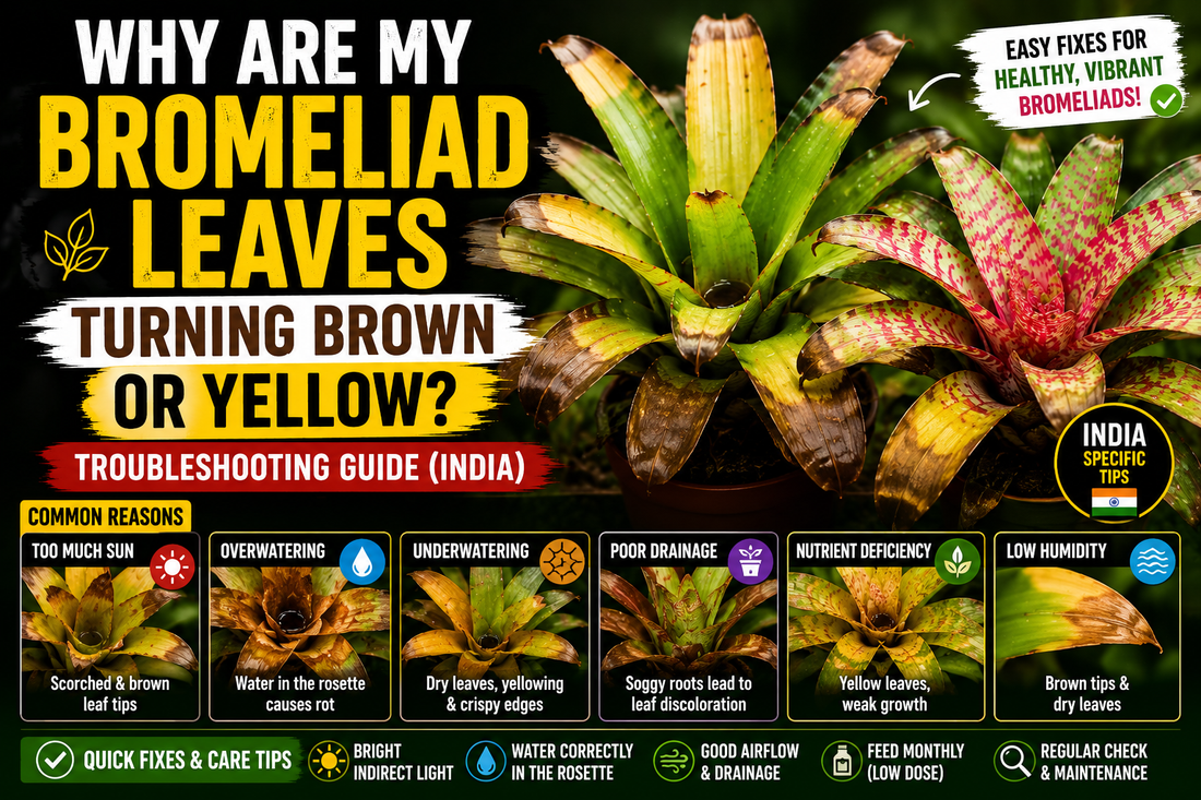 Why Are My Bromeliad Leaves Turning Brown or Yellow? Troubleshooting Guide (India)