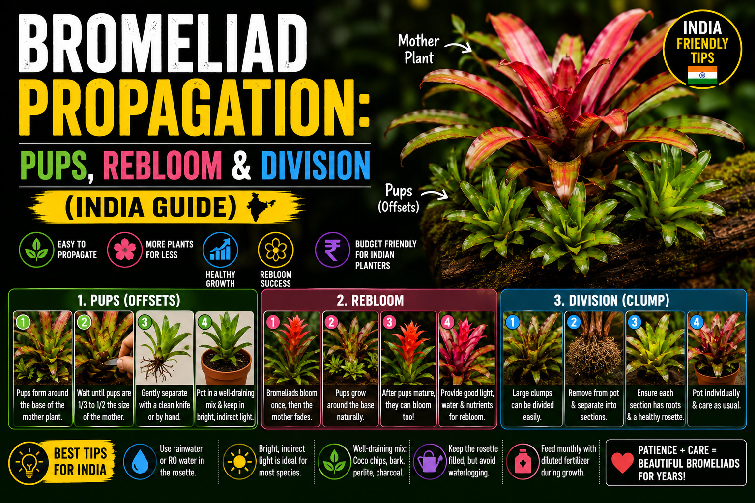 Bromeliad Propagation: Pups, Rebloom &amp; Division (India Guide)