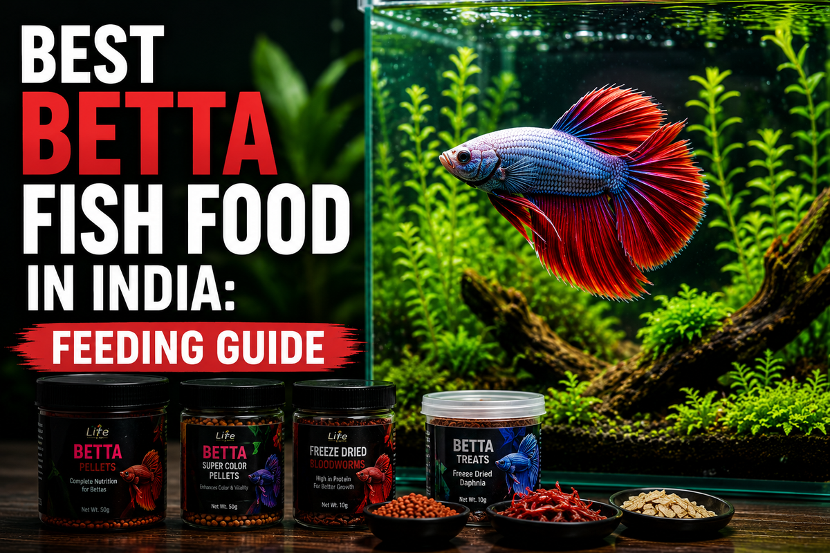 Best Betta Fish Food in India: Feeding Guide